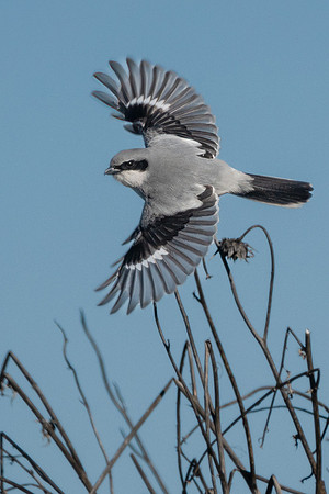 SacColNWR 012025-05