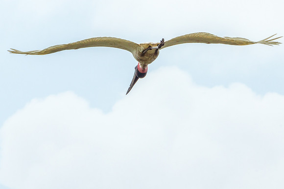 Jabiru Stork
