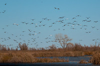 SacColNWR 012025-19