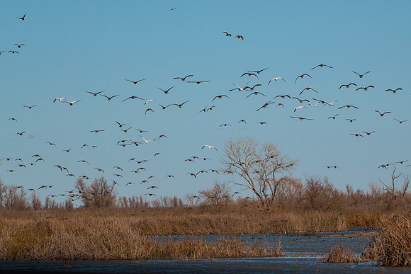 SacColNWR 012025-19
