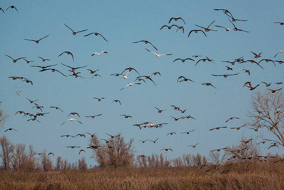 SacColNWR 012025-18