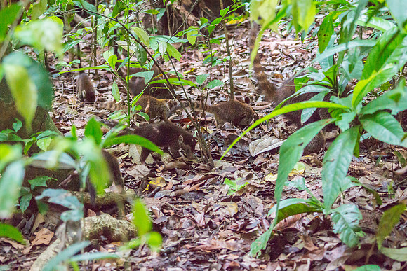 Coatis