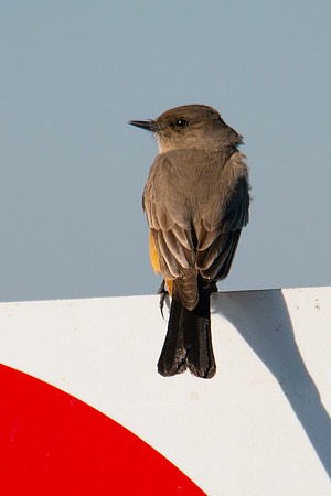 0122 Staten Island CRP -22