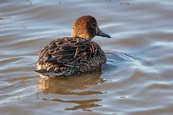 SacColNWR 012025-52