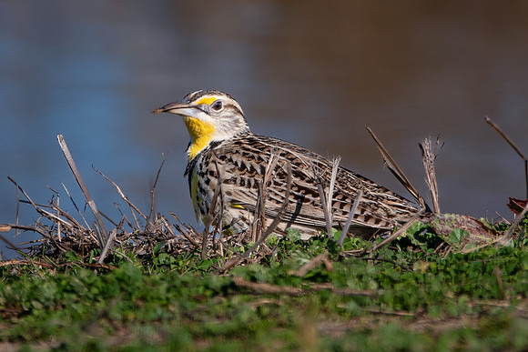 SacColNWR 012025-02