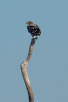 SacColNWR 012025-14