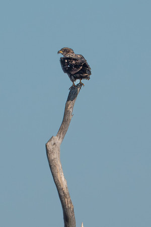 SacColNWR 012025-14