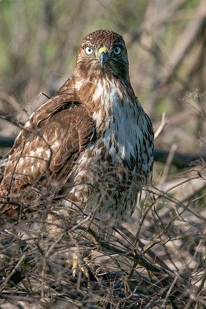 0122 Staten Island CRP -08