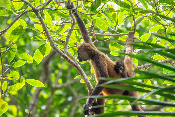 Spider Monkeys