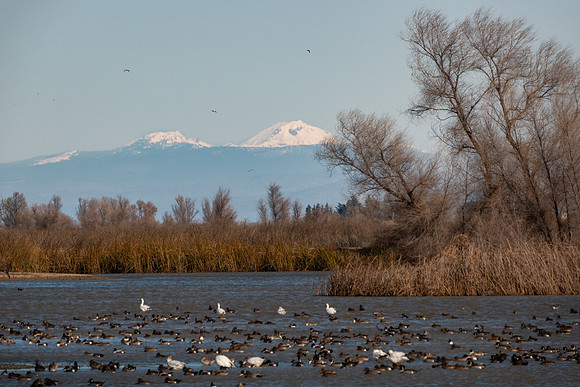 SacColNWR 012025-26