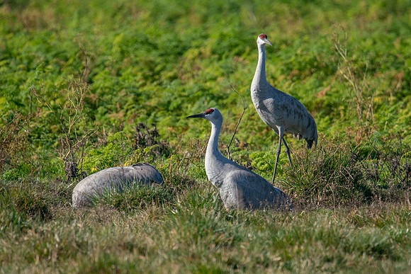 0122 Staten Island CRP -03