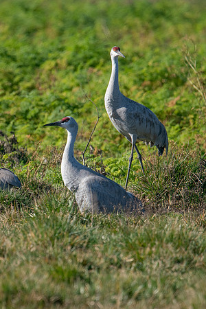 0122 Staten Island CRP -02