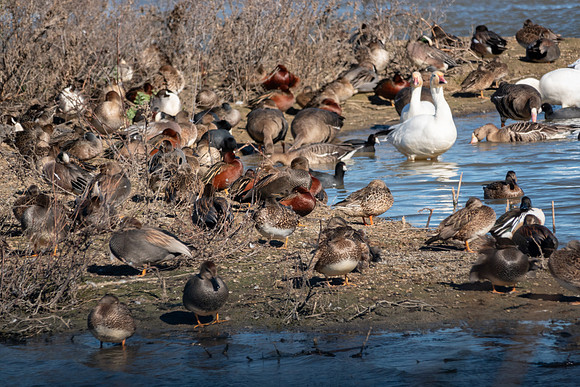 SacColNWR 012025-29