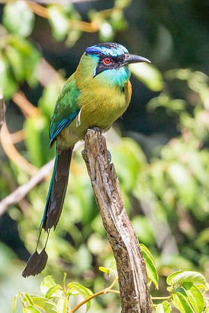 Blue-crowned Motmot