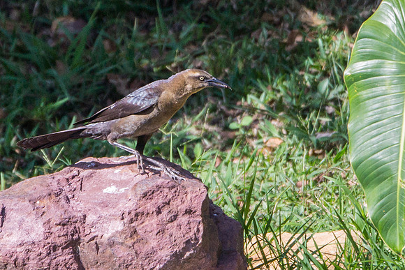Great-tailed Grackle