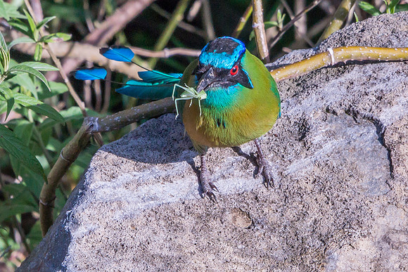 Blue-crowned Motmot