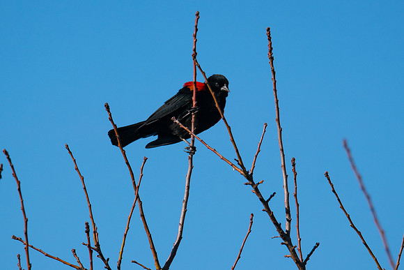 0122 Staten Island CRP -10