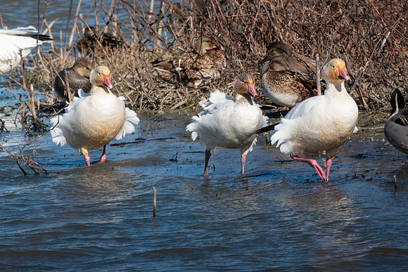 SacColNWR 012025-33