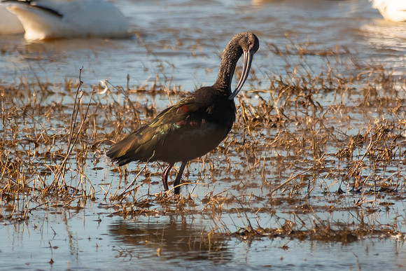 SacColNWR 012025-49