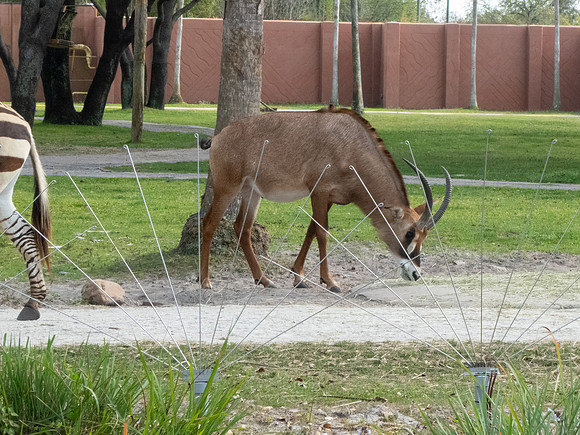 Disneyworld0325-023