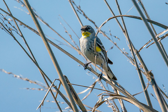 0122 Staten Island CRP -20