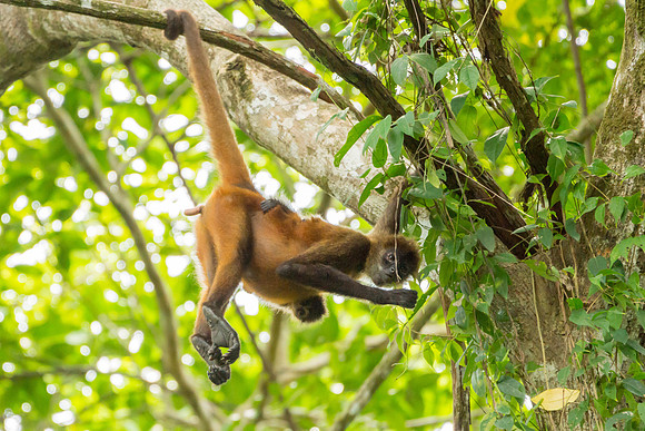 Spider Monkeys