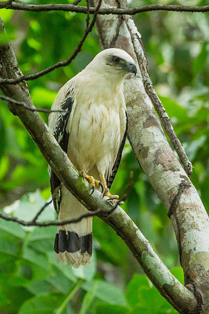 White Hawk