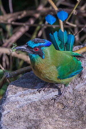 Blue-crowned Motmot