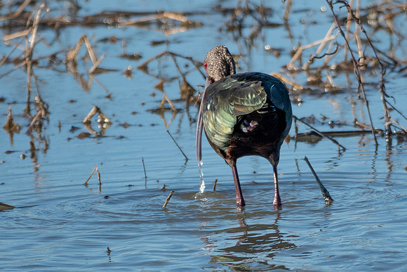 SacColNWR 012025-61