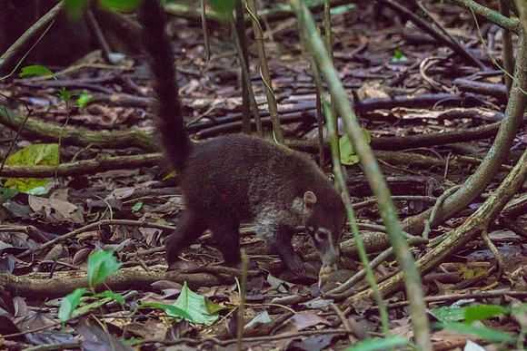 Coatis