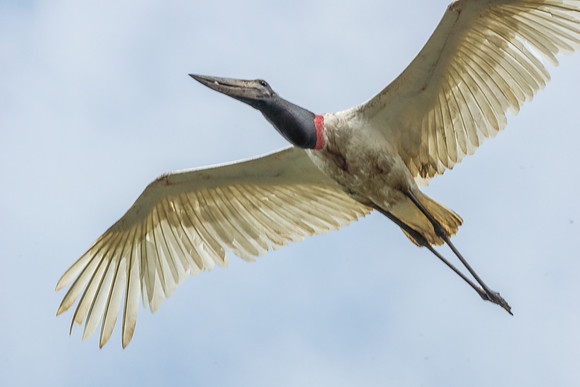 Jabiru Stork