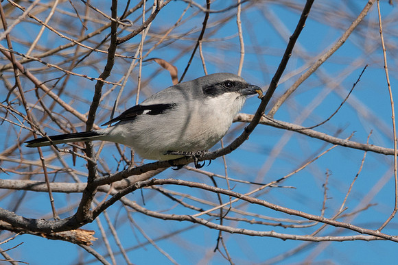SacColNWR 012025-10