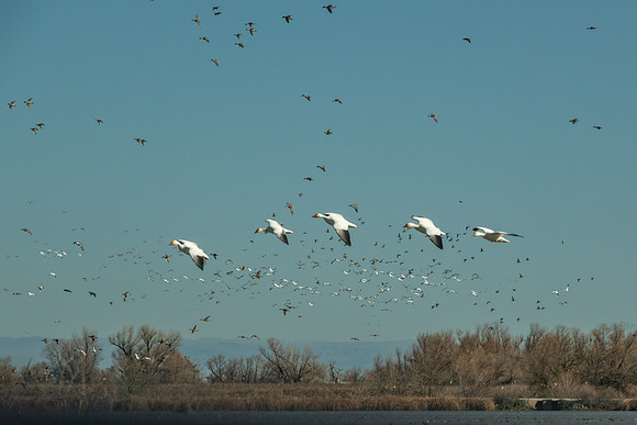SacColNWR 012025-23