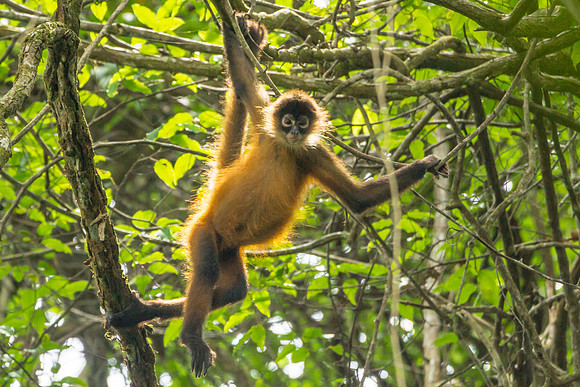 Spider Monkeys