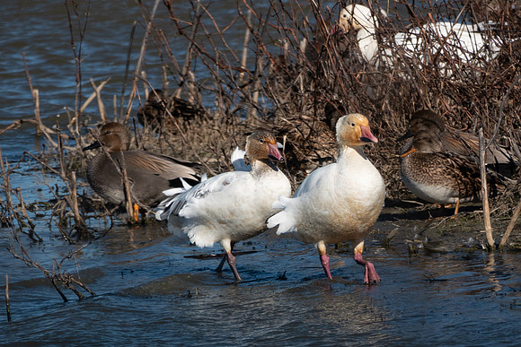 SacColNWR 012025-32