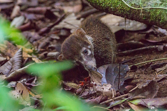 Coatis