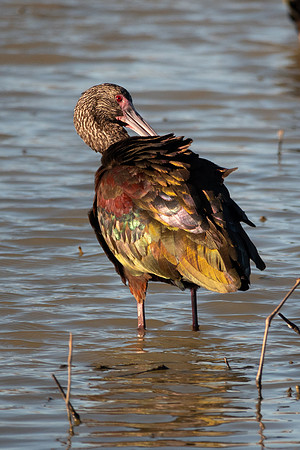 SacColNWR 012025-68