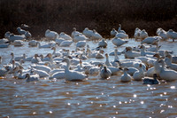 SacColNWR 012025-11