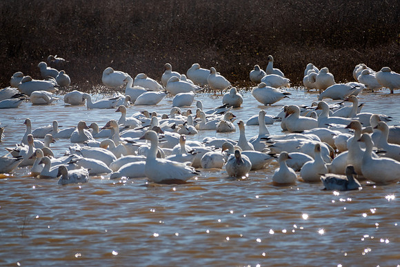 SacColNWR 012025-11