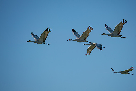 0122 Staten Island CRP -11