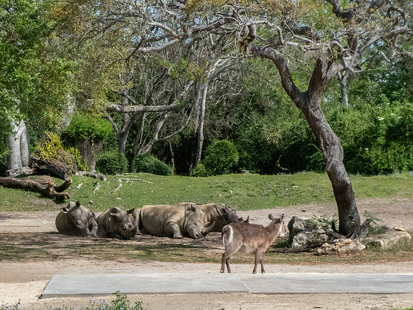 Disneyworld0325-187