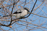 SacColNWR 012025-09