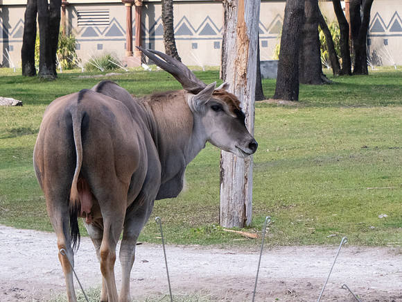 Disneyworld0325-027