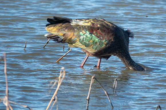 SacColNWR 012025-63
