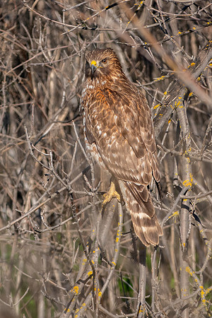 SacColNWR 012025-36