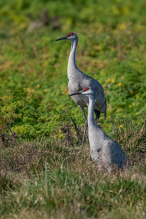 0122 Staten Island CRP -05