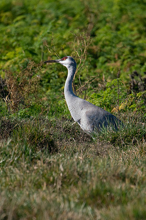 0122 Staten Island CRP -01