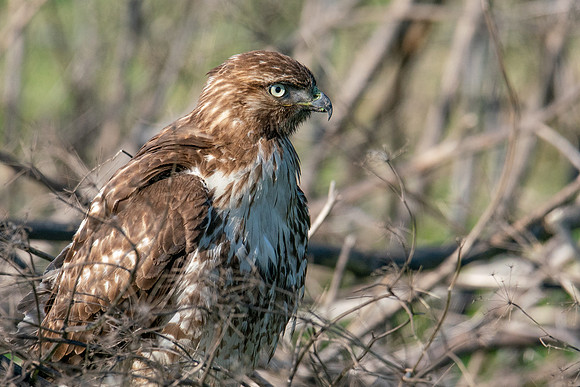 0122 Staten Island CRP -09