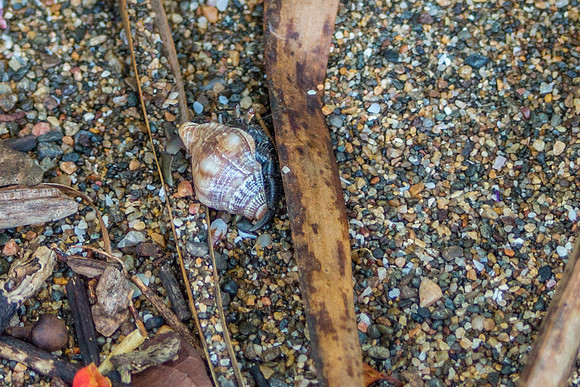 Hermit Crab