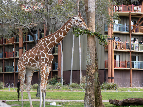 Disneyworld0325-015
